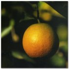 Fair Trade Media Orange Card [small] - 2100